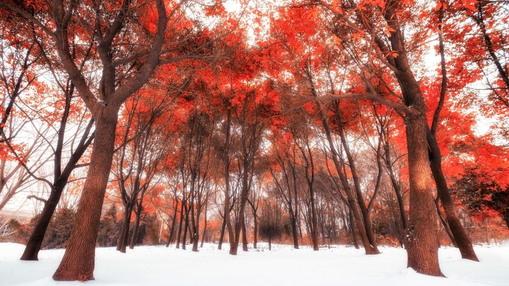 冬日红树林 (Red winter forest) wallpaper