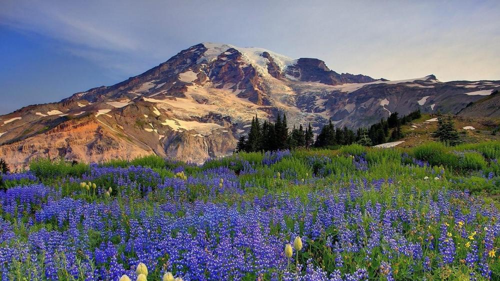 Nisqually Glacier, Mount Rainier National Park wallpaper