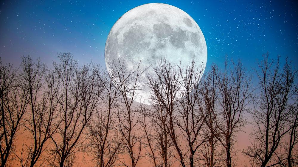 The moon in the woods wallpaper