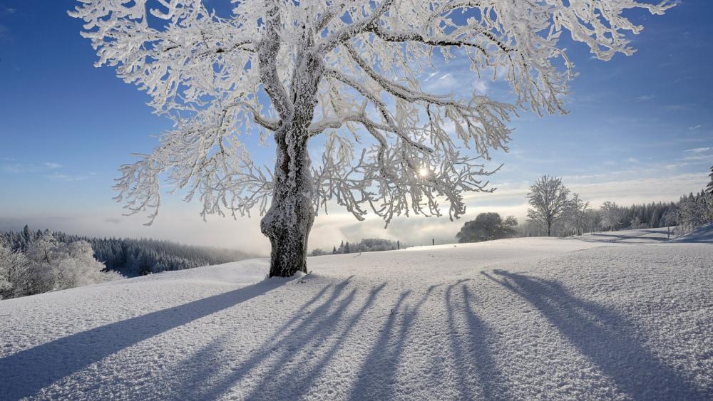 Lone tree shadow on the snow wallpaper