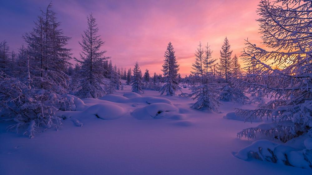 Winter Sunset in a Purple Wilderness wallpaper