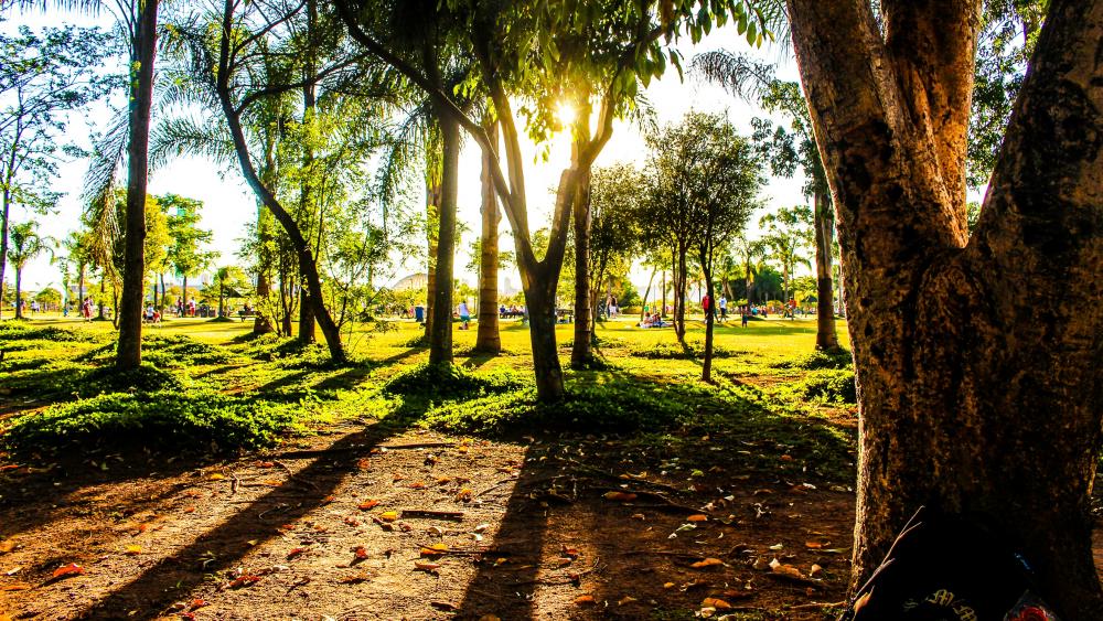 Sunny day in the park wallpaper
