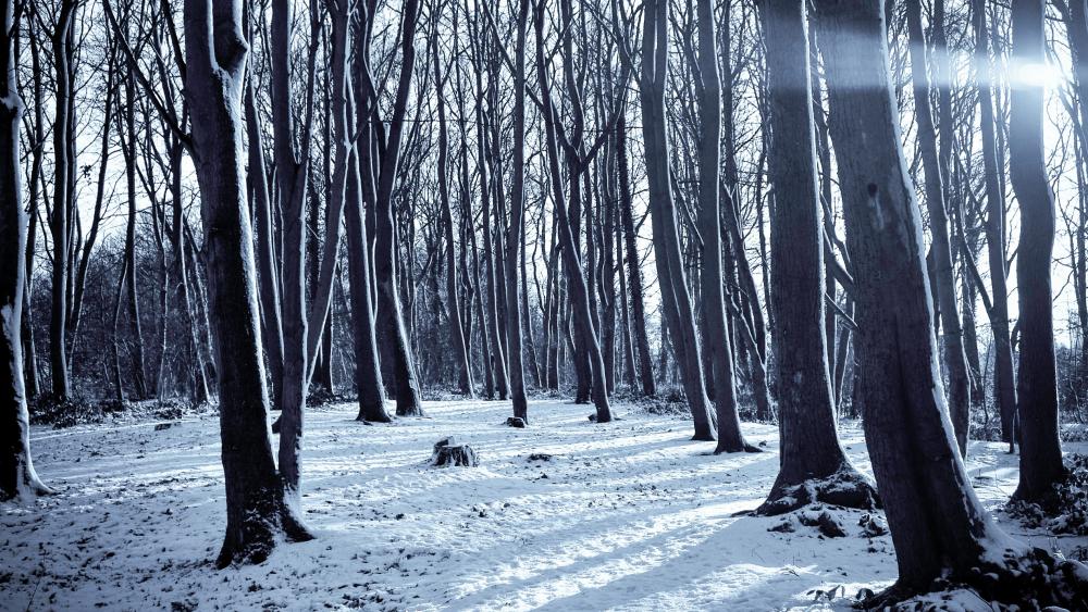 Snowy forest wallpaper