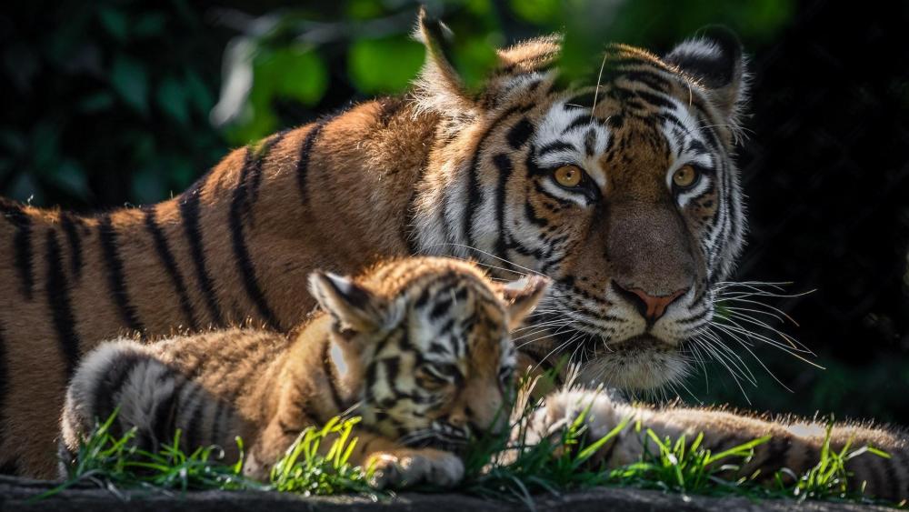 Baby tiger & mother wallpaper