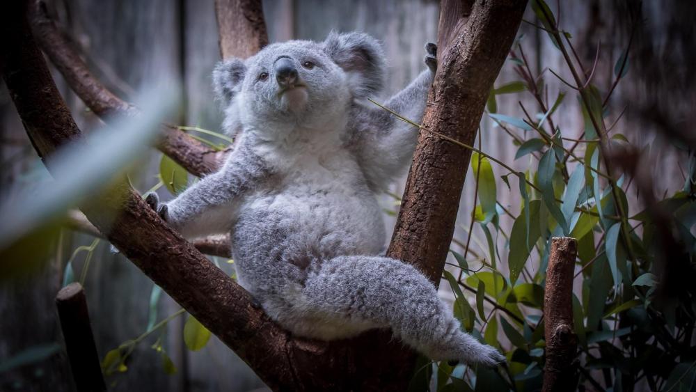 Koala bear wallpaper