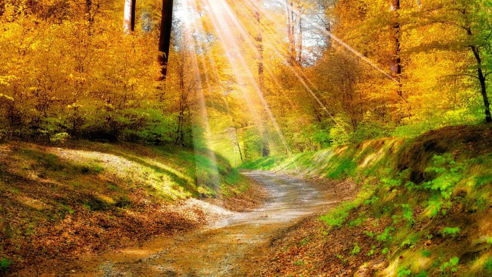 Rays of sun on the fall forest path wallpaper