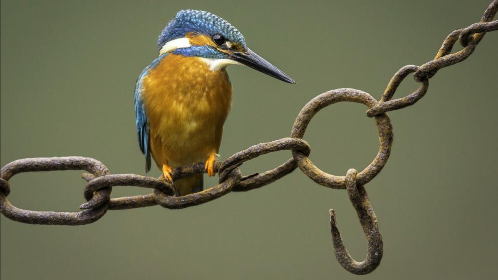 Kingfisher sits on a chain wallpaper