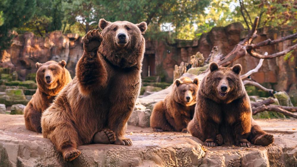 Brown Bears in Repose at Dusk wallpaper