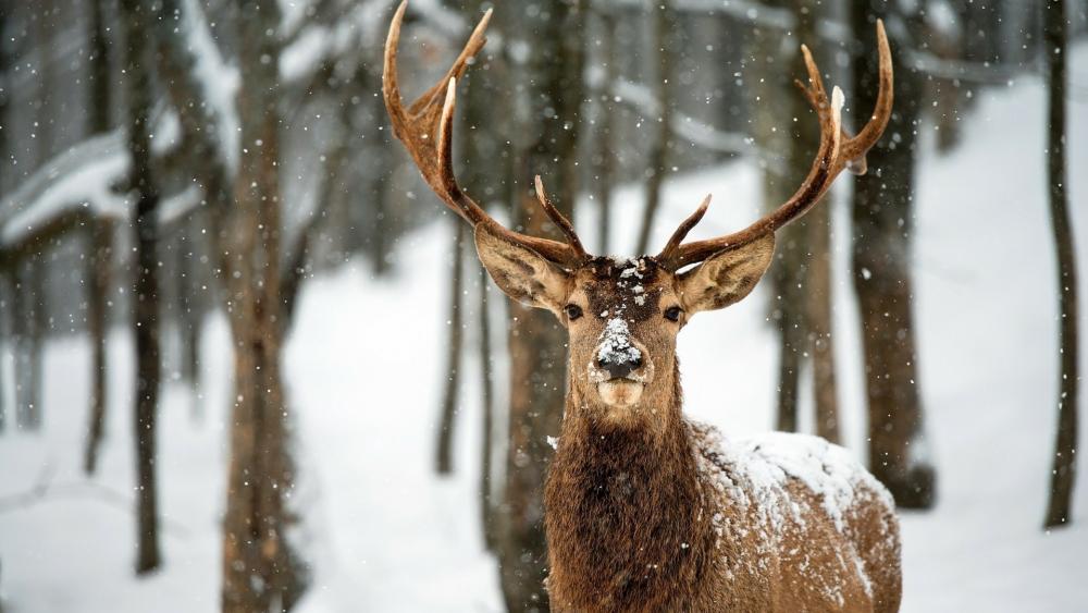 Deer in the snowfall wallpaper