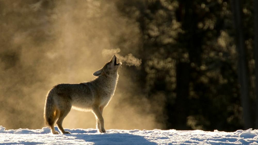 Winter wolf howling wallpaper