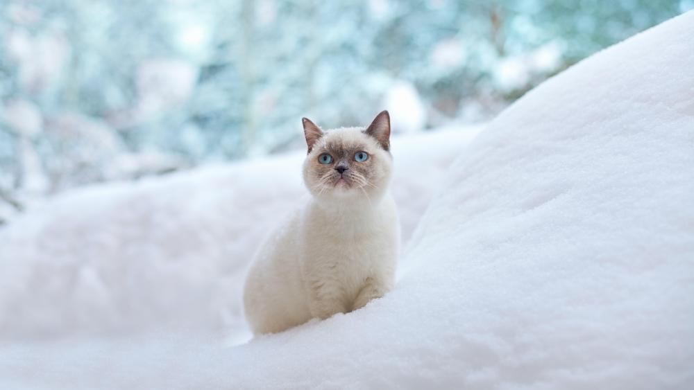 Ragdoll cat in the snow wallpaper