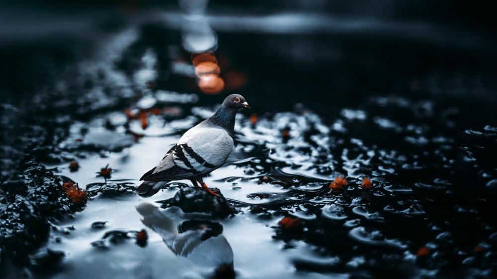 Pigeon in a puddle wallpaper