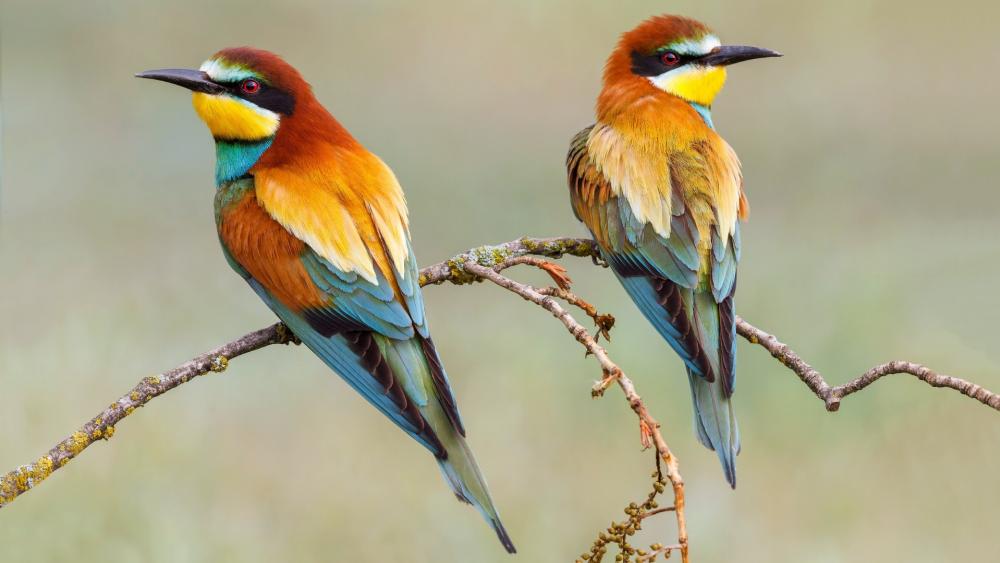 European bee-eater birds wallpaper