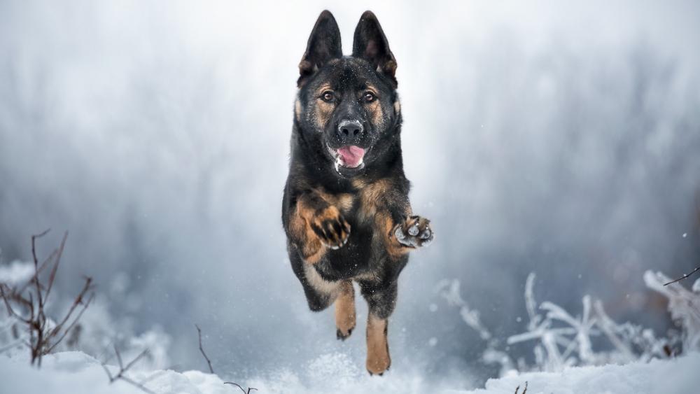Majestic German Shepherd in Snowy Terrain wallpaper