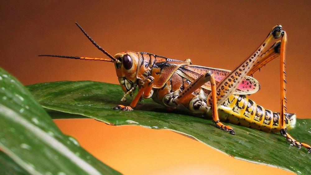 Grasshopper macro photo wallpaper