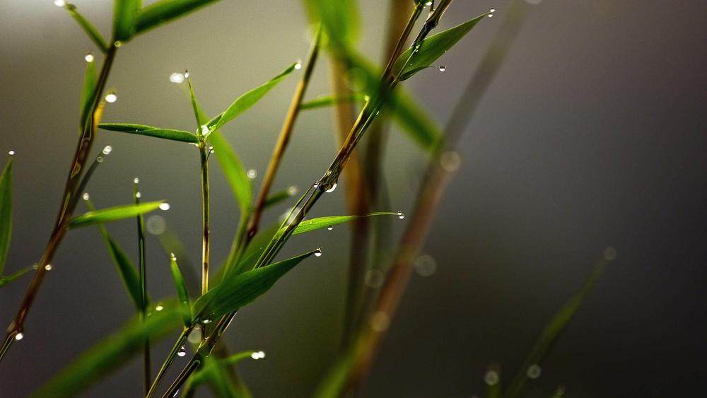 Morning Dew on Slender Twigs wallpaper