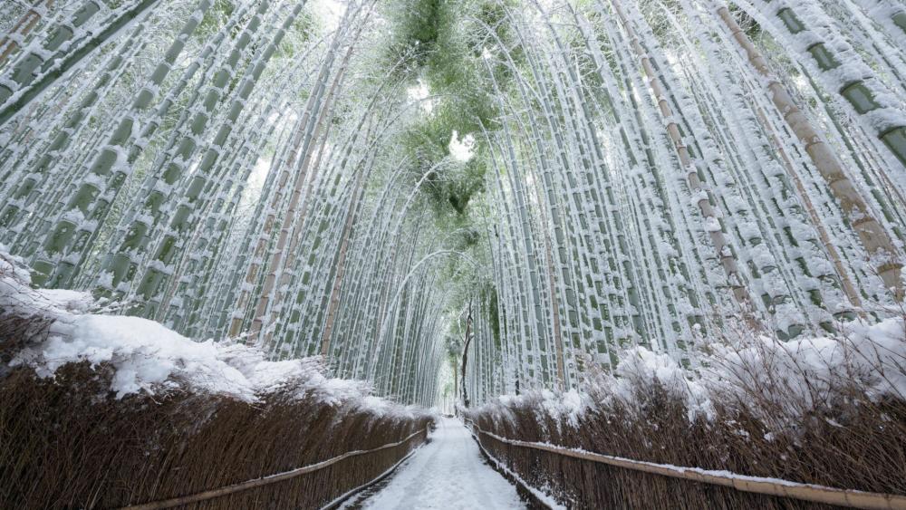 Arashiyama Bamboo Grove in winter wallpaper