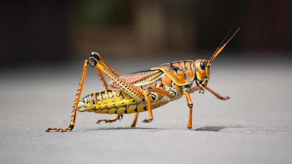 Grasshopper wallpaper