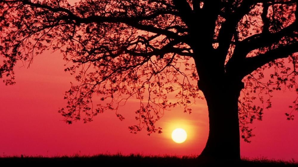 Lonely tree silhouette in the red sunset wallpaper