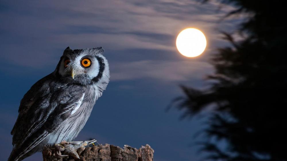 Owl under the moon wallpaper