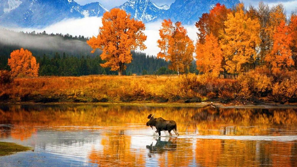 Moose in the Snake River (Grand Teton National Park) wallpaper
