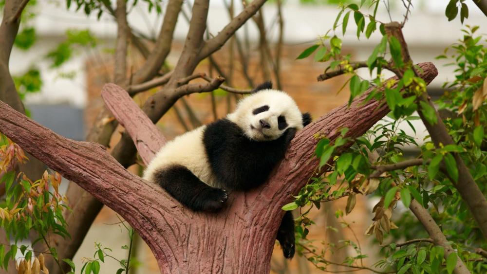 Relaxing Panda Bear wallpaper
