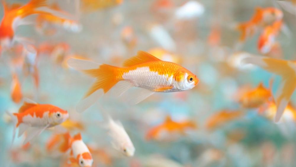Goldfish (Carassius auratus) wallpaper