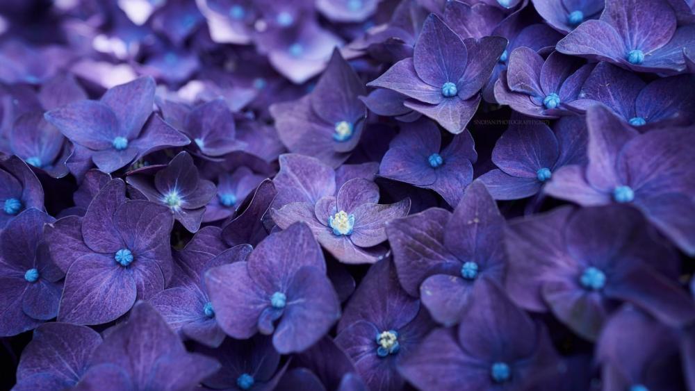 Bluish purple hortensia  flowers wallpaper