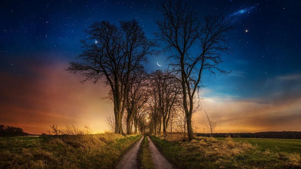Dirt road among the trees under the starry night sky wallpaper