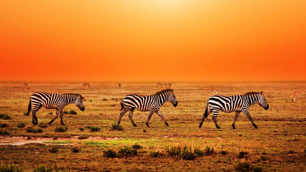 Serengeti National Park migration wallpaper