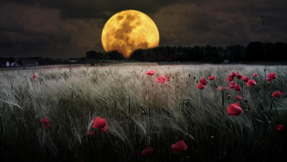 Full moon over the wheat field with poppies wallpaper