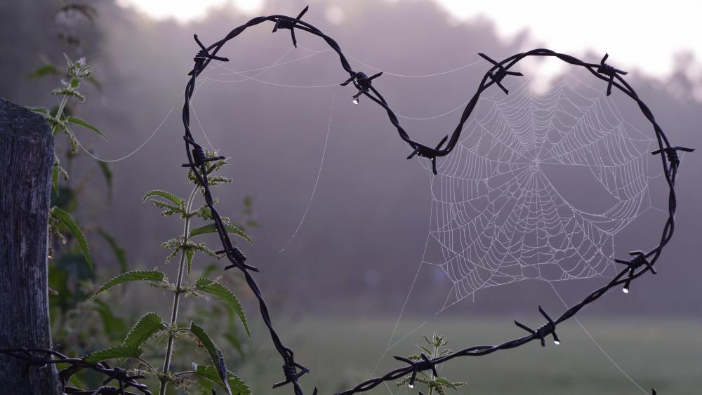 Barbed wire heart with spider web wallpaper