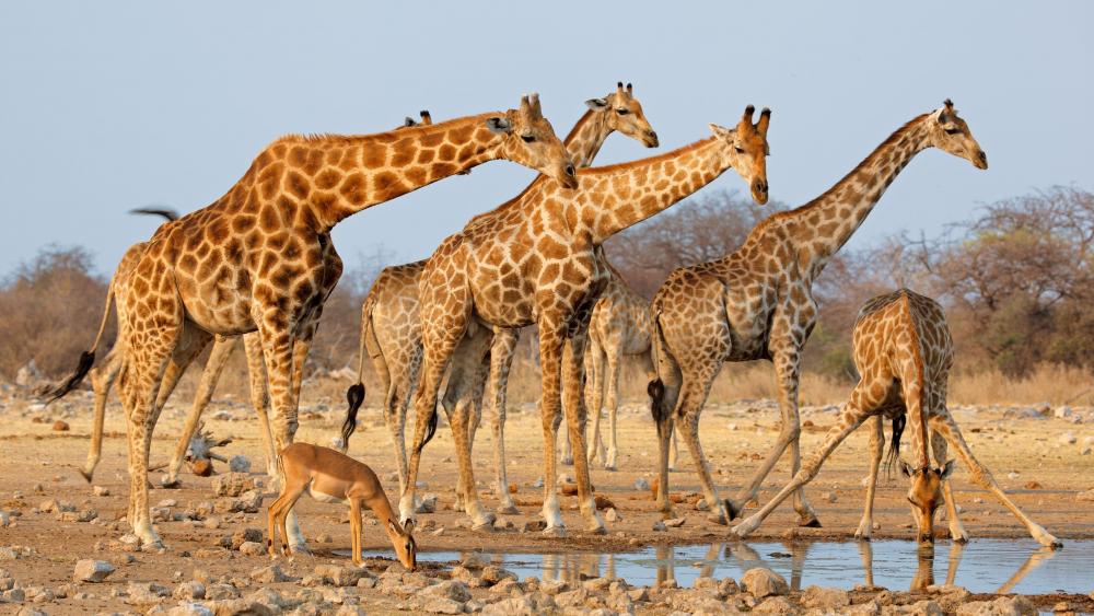 Herd of giraffes (Etosha National Park, Namibia) wallpaper