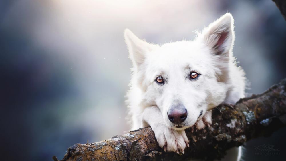 White Swiss Shepherd Dog wallpaper