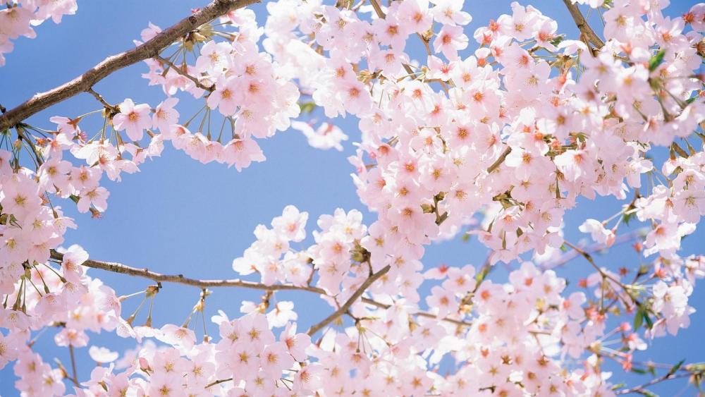 Cherry blossoms under sunny spring wallpaper