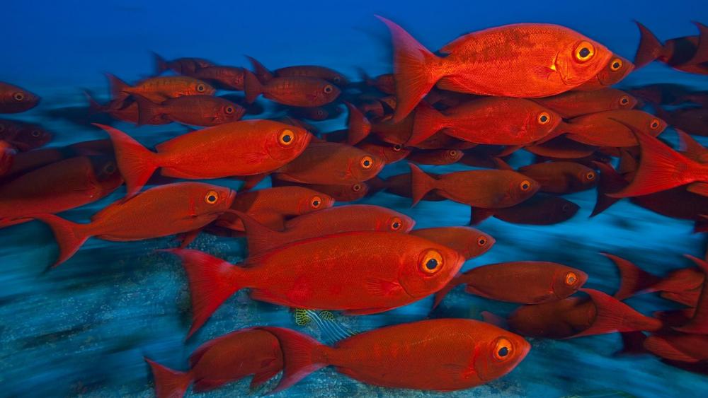 School of red fish wallpaper
