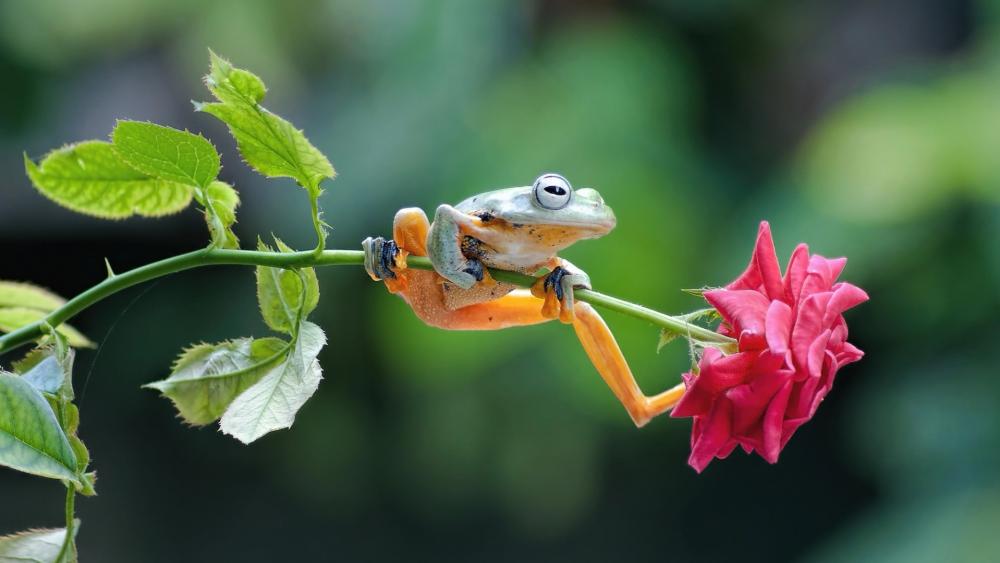 Frog on a a rose wallpaper