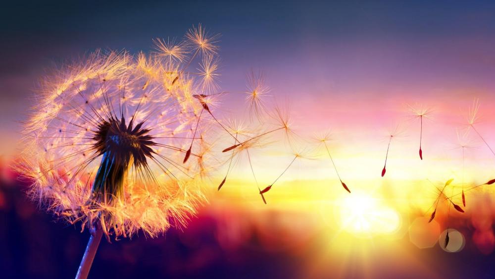 Floating Dandelion seeds in the sunset wallpaper