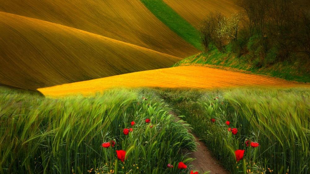 Wheat fields and wild poppies wallpaper