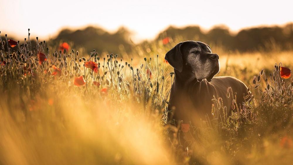 Great Dane dog in a poppy field wallpaper