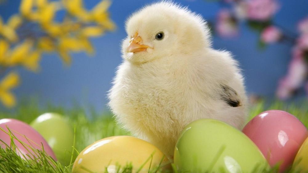 Easter baby chick wallpaper