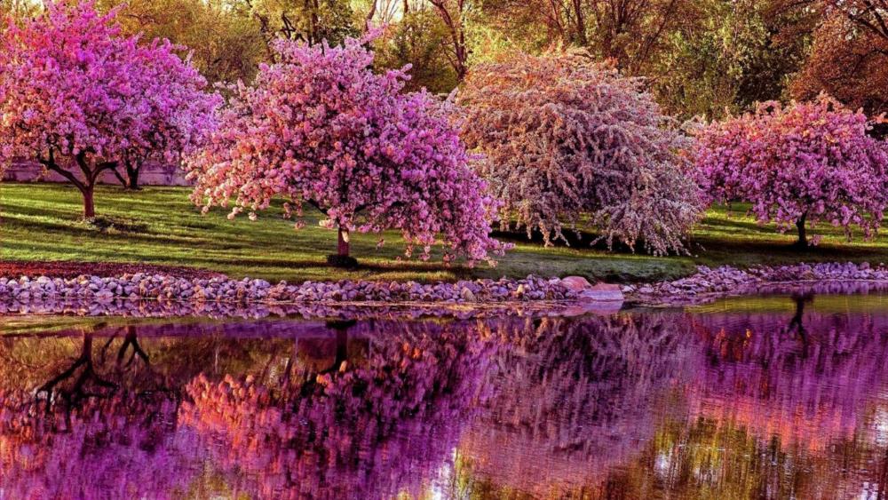 Blooming pink trees reflection wallpaper