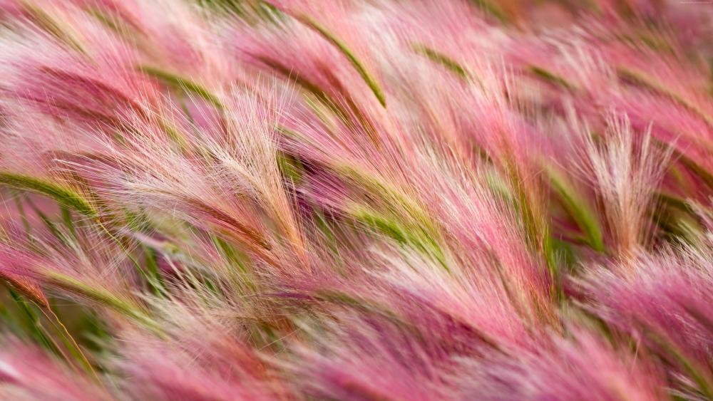 Pink Foxtail Barley (Hordeum jubatum) wallpaper