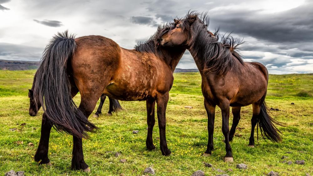 Horses in the grassland wallpaper
