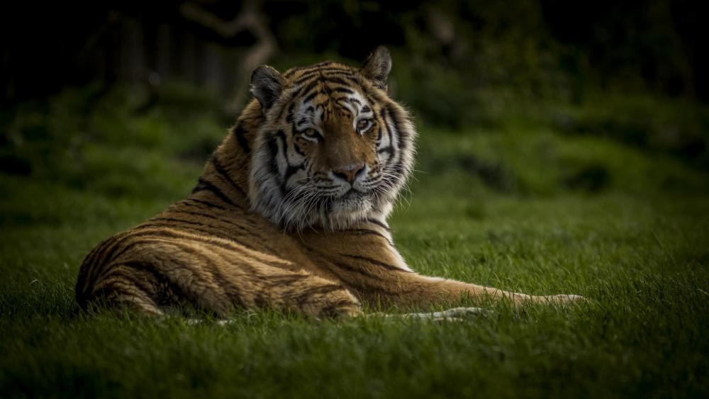Tiger lies in the grass wallpaper