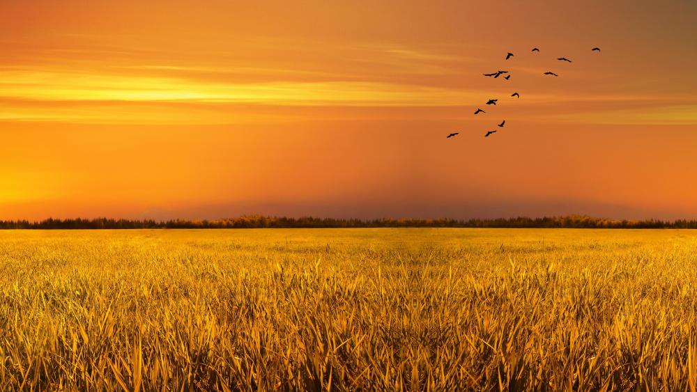 Wheat field birds at sunset wallpaper