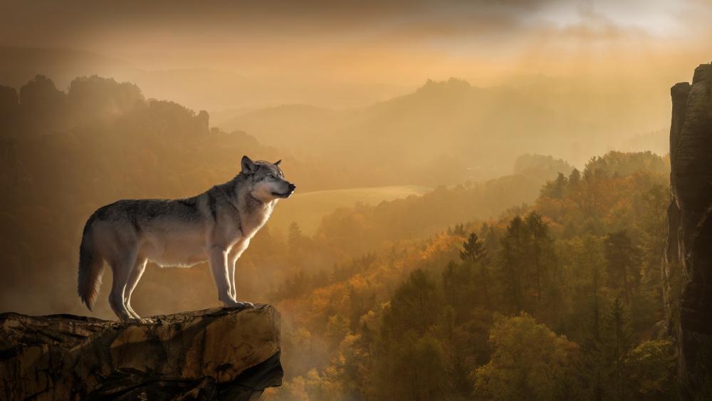 Gray wolf on a rock wallpaper