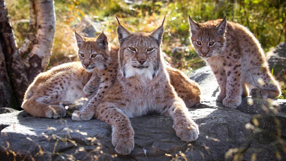 Lynx family wallpaper