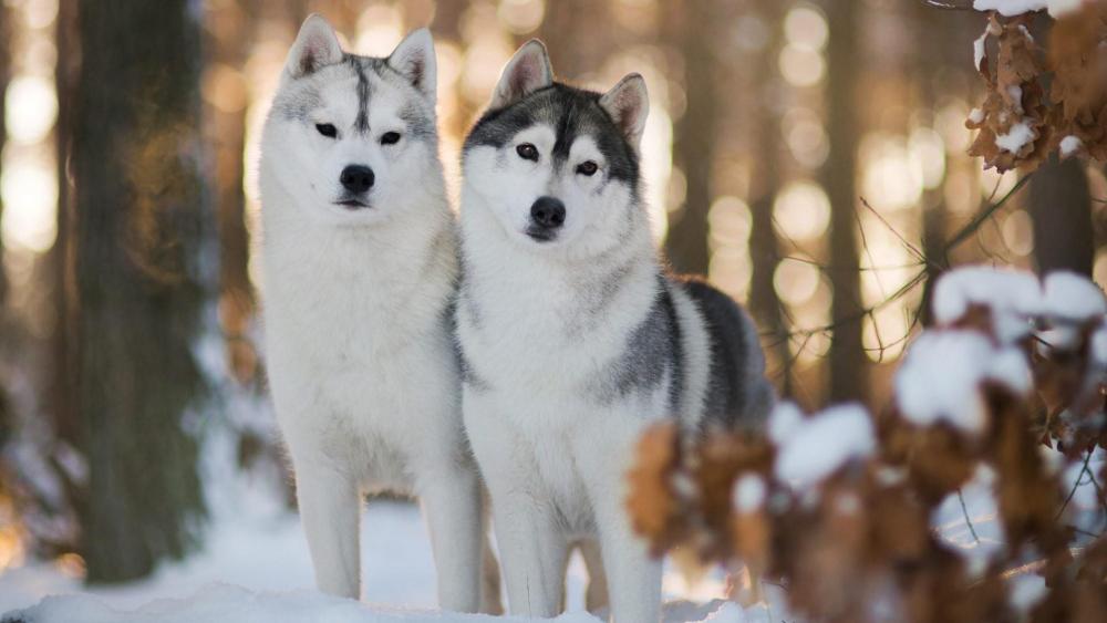 Majestic Huskies in Winter Forest wallpaper