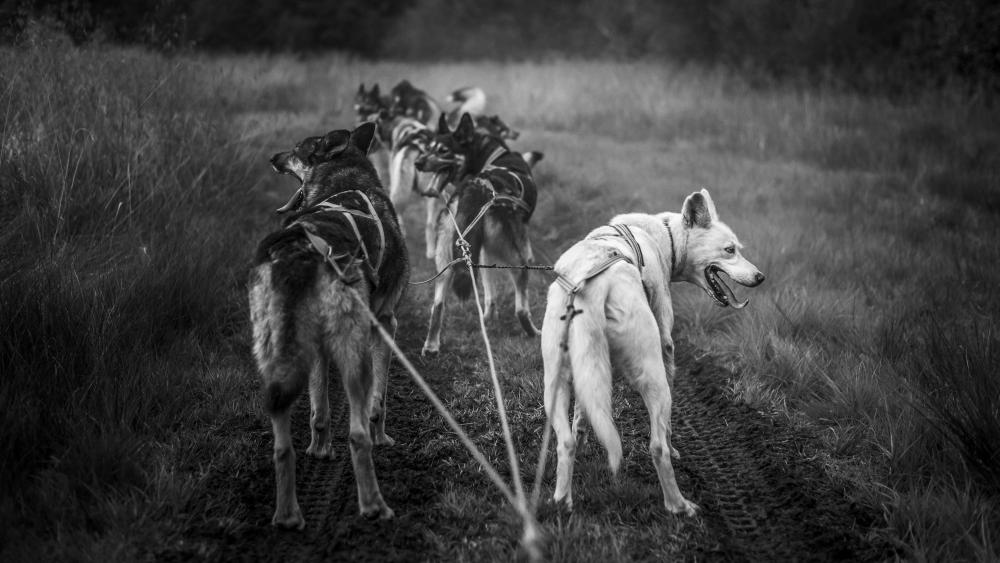 Sled dog team - Monochrome Photography wallpaper